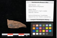 Foto (Objekt + Etikett) von Sphaeria daphnes Ettingshausen (NHMW-GEO-2024-0188-0032)